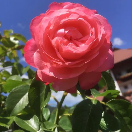 Franz * 바이스브리아흐