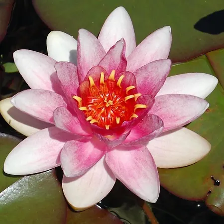 Franz * 바이스브리아흐